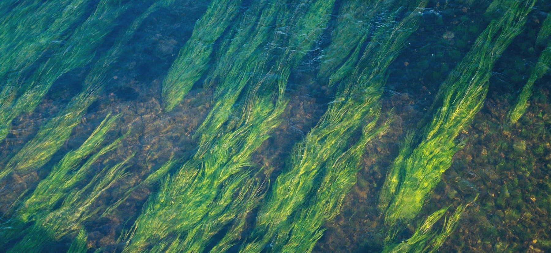 Out of the Blue: The Value of Seagrasses to the Environment and to People