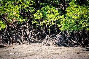 A photo of a mangrove forest at low tide