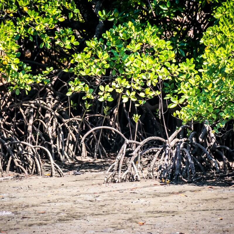 A photo of a mangrove forest at low tide