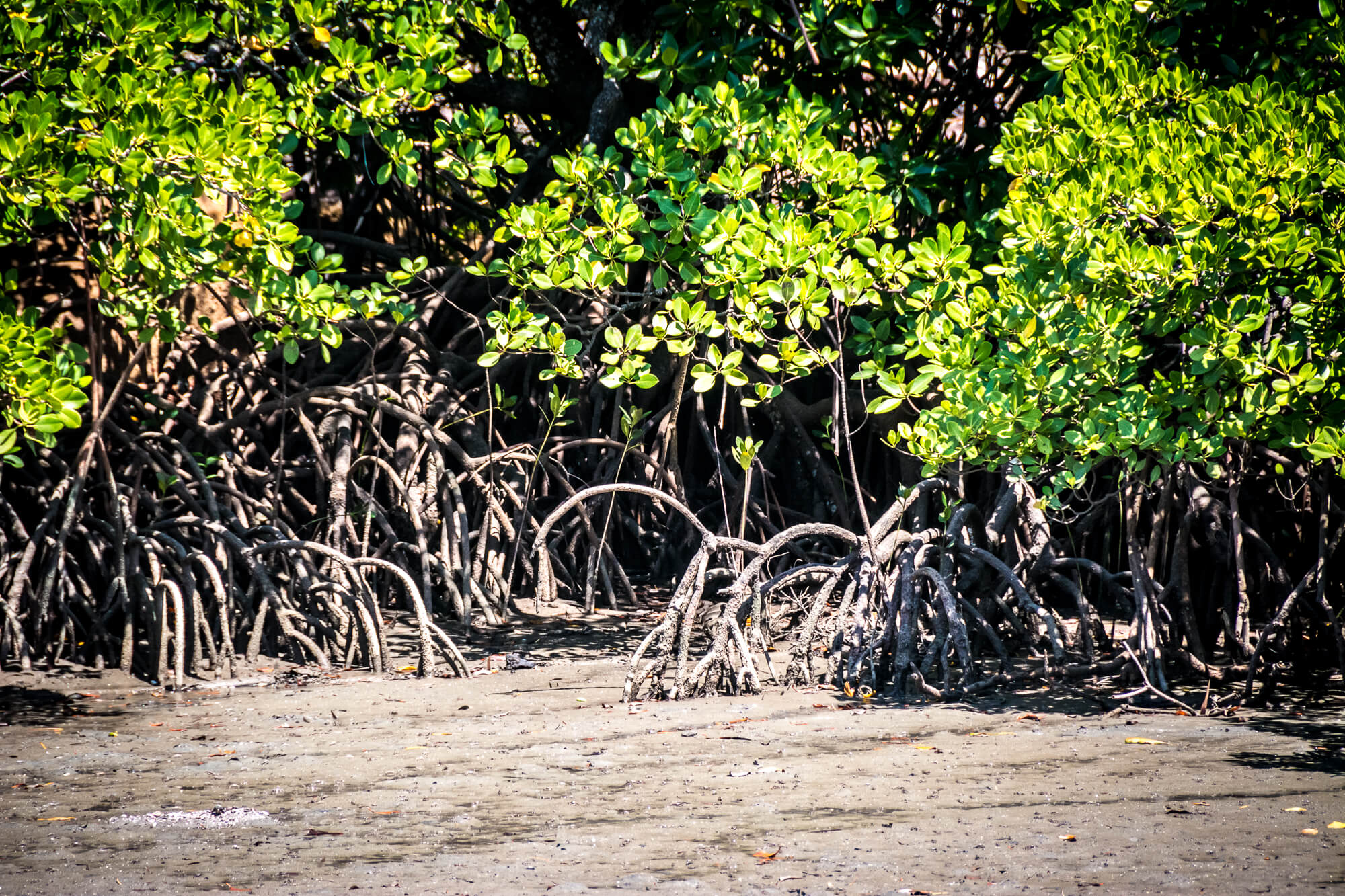 Coastal Blue Carbon Ecosystems in International Frameworks and Conventions